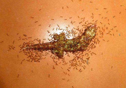 Réf. 222 131 : Trichomyrmex destructor